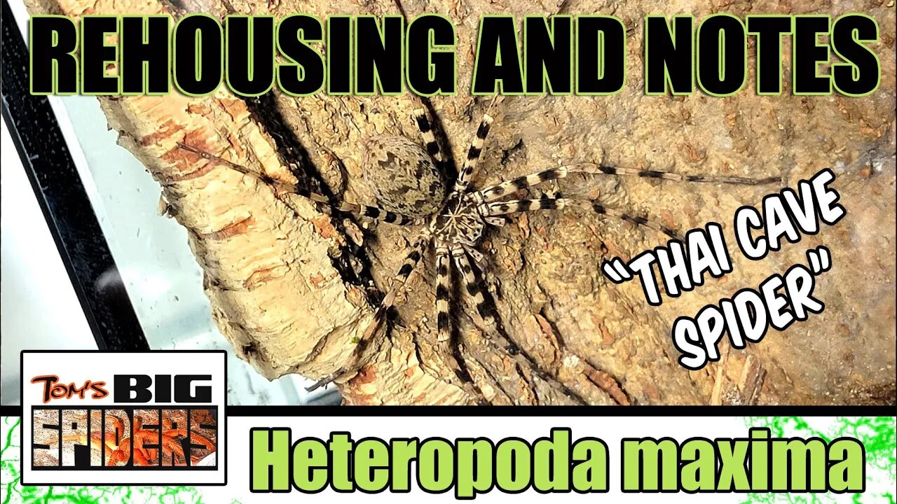 Heteropoda maxima "Thai Cave Spider" Rehouse and Update