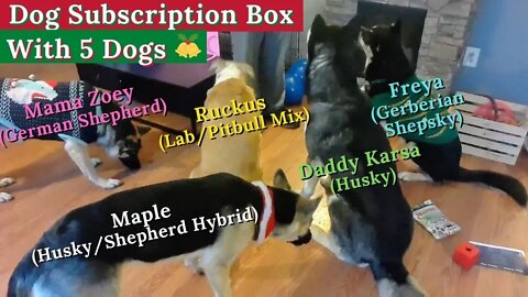 Christmas Dog Subscription Box Unboxing With 5 Dogs From Same Litter 🐾🐶