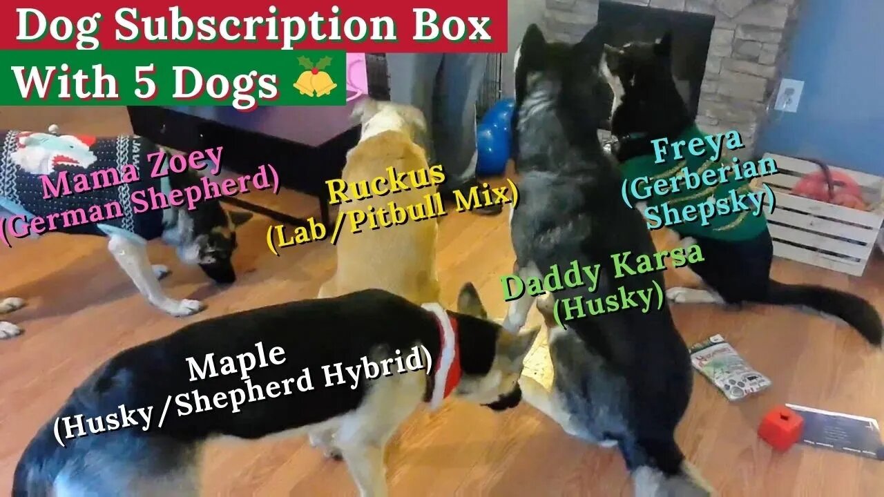 Christmas Dog Subscription Box Unboxing With 5 Dogs From Same Litter 🐾🐶