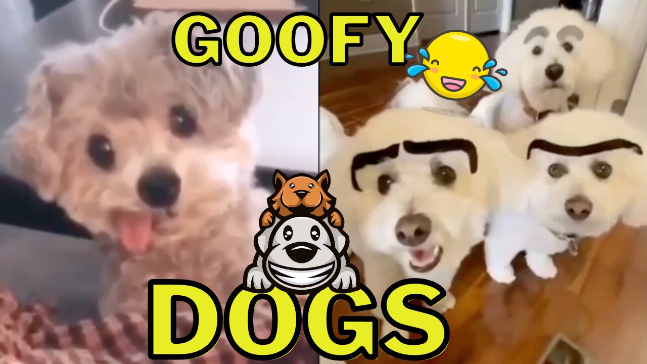 Goofy Dog Compilation Vol. 4 - Silly Doggies That Will Make You Laugh