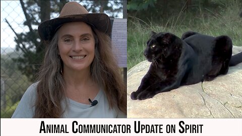 Animal Communicator Update on Spirit -- Anna Breytenbach