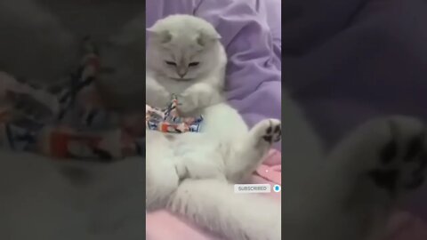 funny cat videos | cute cat videos| cute animals funny cats #shorts #shortsfunny #cutecat #funnycat