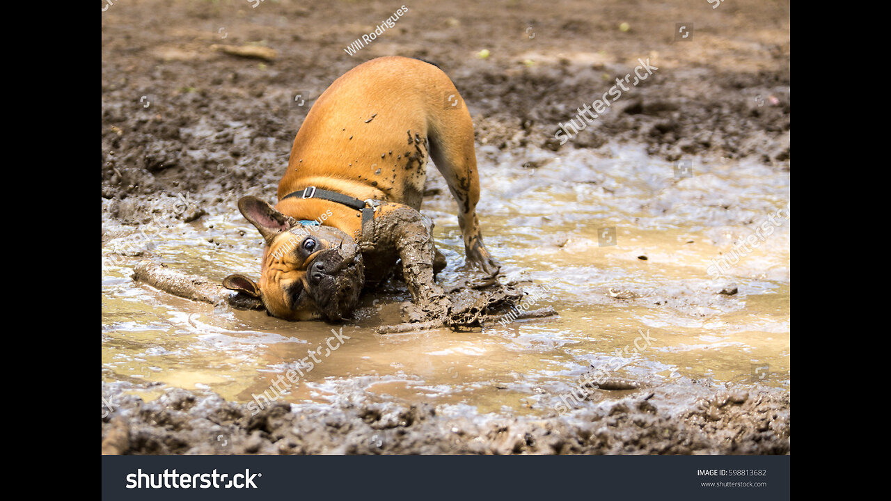 Dirty Pup Makes Enormous Mess With Muddy Paws