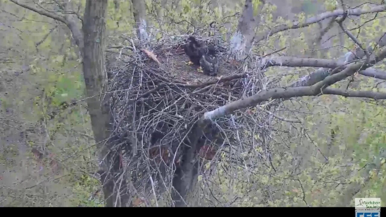 Hays Eagles Mom vs Squirrel 2020 04 27 700am
