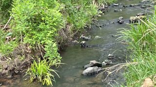 Along The Creek 🌼