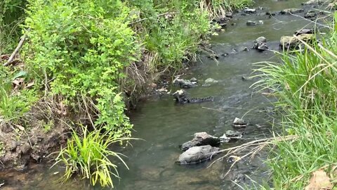 Along The Creek 🌼