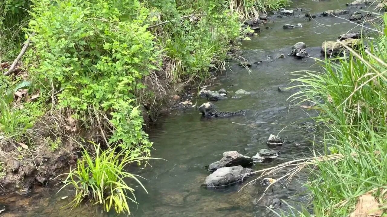 Along The Creek 🌼