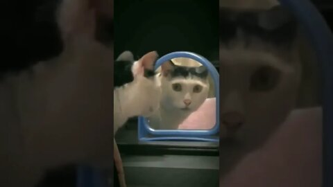 When reality hits you..🐈🐾🪞😅