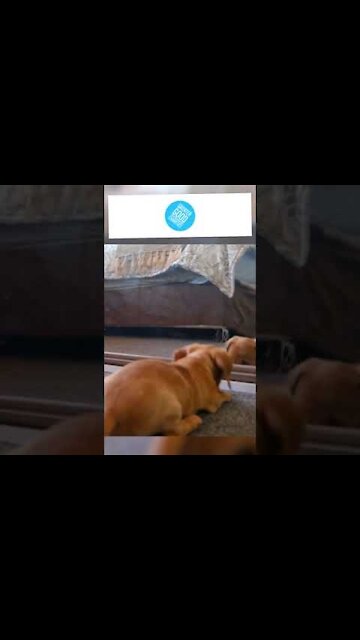 Dog Status Short Video_ Funny Dog Video