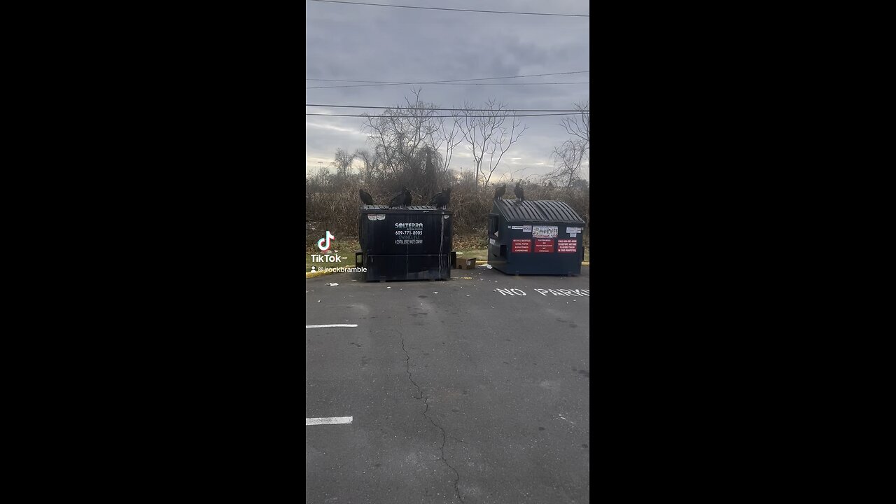 What kind of Birds are they chillin on the dumpster