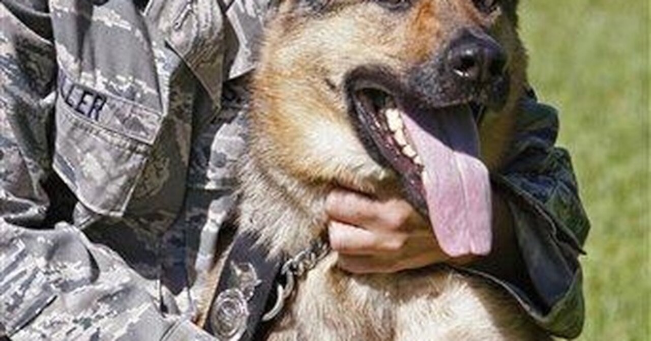 Pentagon Clarifies Whether U.S. Military Dogs Were Left to Die in Afghanistan