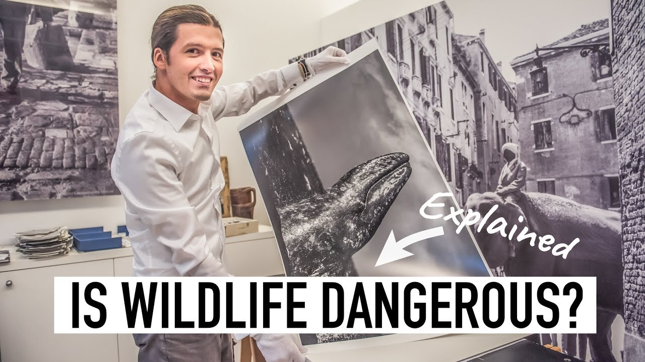 IS WILDLIFE DANGEROUS? Explained | Alex Beldi