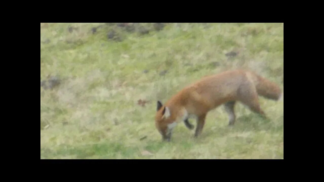 fox