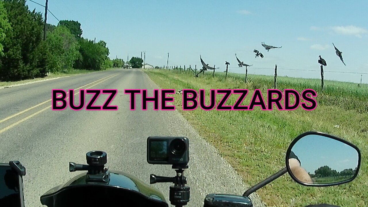 BUZZ THE BUZZARDS! #shorts #buzz #buzzards