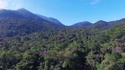 Free drone stock footage nature forest No Copyright Audio And Footage