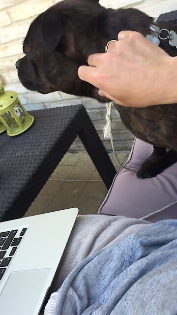 Bull Terrier really doesn't want owner to stop petting him