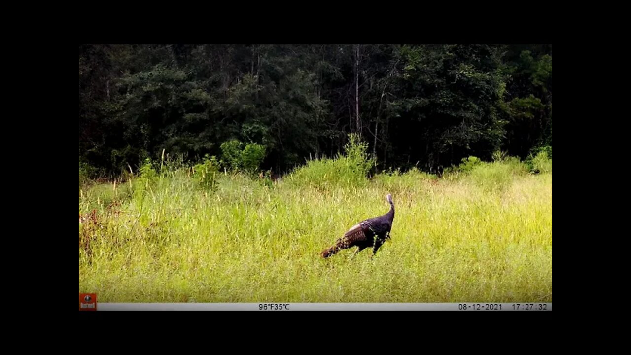 Improve your turkey lease by growing bugs! By providing highly nutritional areas for bugging!