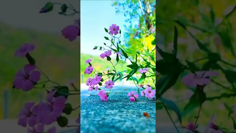 Beauty of nature