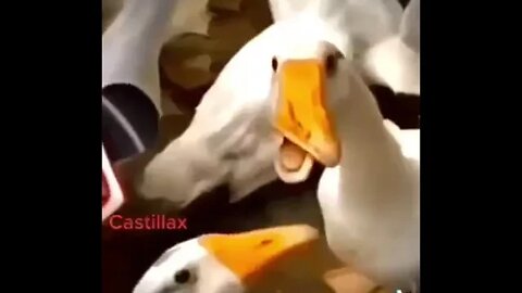 goose vs. horse