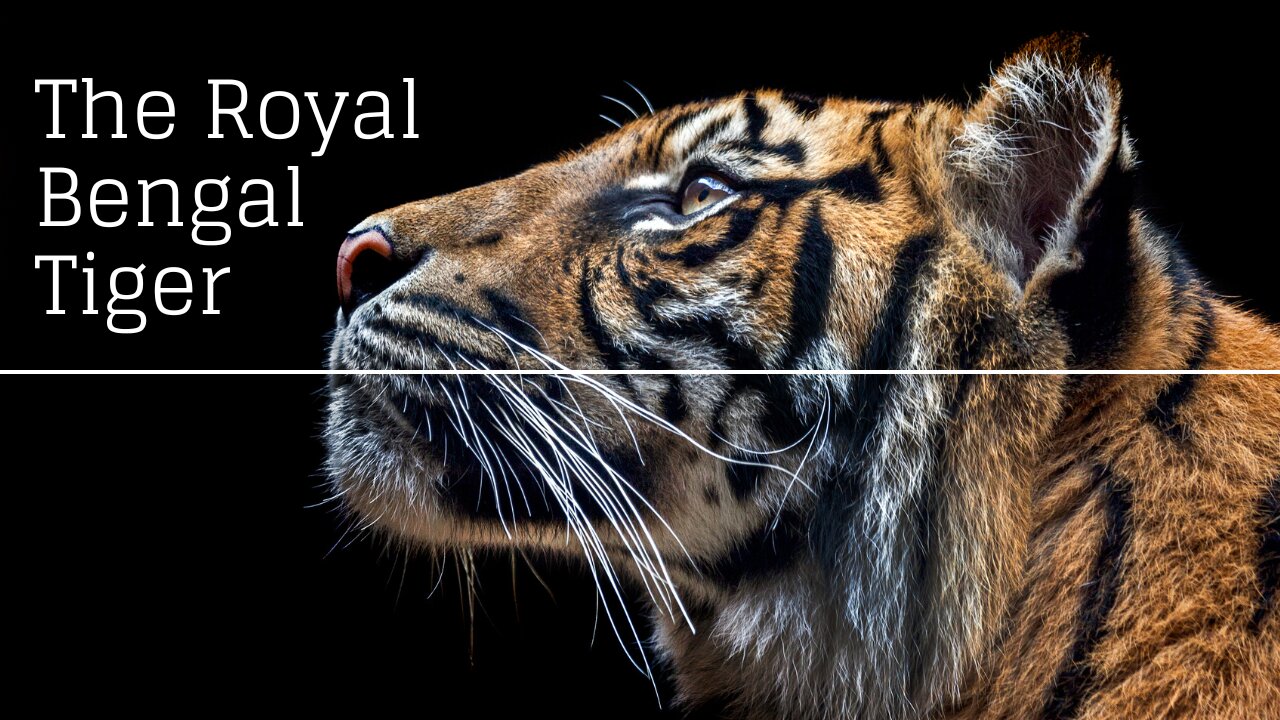 The Royal Bengal Tiger