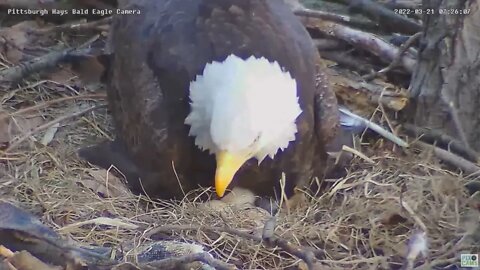 Hays Eagles Dad gives good look at hatch in progress and spot of interest! 2022 03 21 07 25 43 944