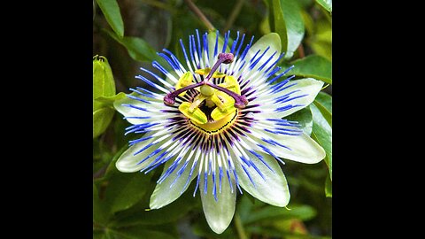 Passion Flower (Passiflora incarnata)