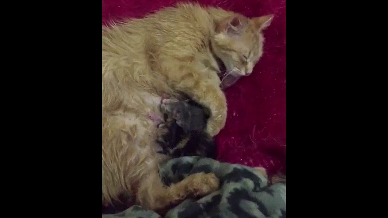 A small cat breastfed by its mother