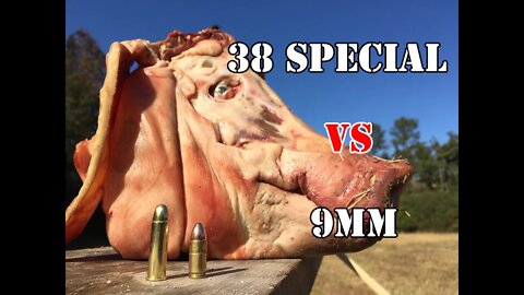 9mm vs .38 Special... Pig Head Test