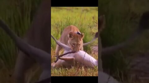 Kills Lions Video African big cat Video #r150shorts #youtubeshorts #ytshorts #animals #viral