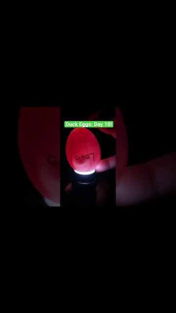 Candling Duck Eggs: Day 10 #shorts #babyducks #eggcandling