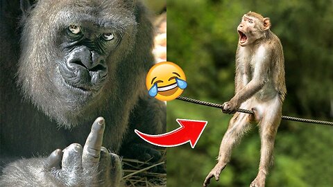 Funny moment | monkey gets into trouble crossing the line