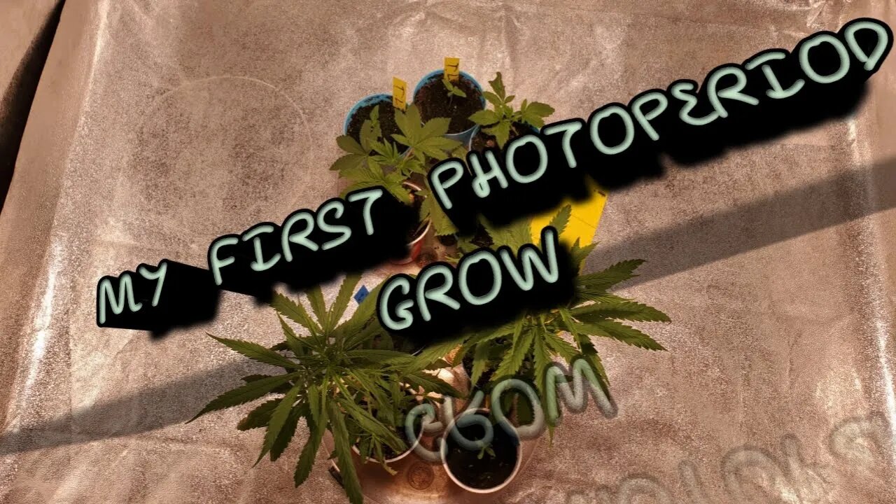 My First Photoperiod Grow EP1