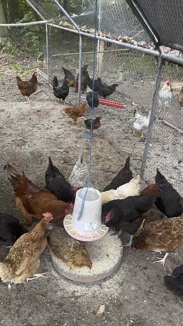 Do You Have Chickens? #ChamberlinFamilyFarms #farm #homestead #chickens