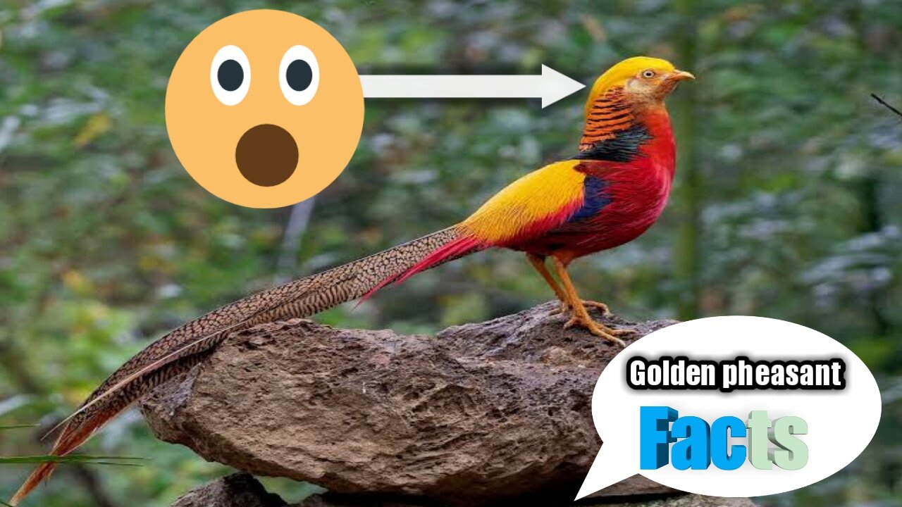 Golden Pheasant Interesting facts😯😯😯😯😯 and information || Animal fun