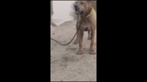 Bully big dog in Multan