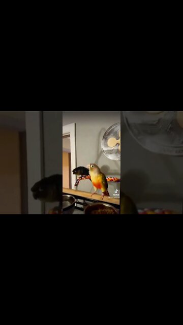 Even the birds like www.thecryptohulk.com