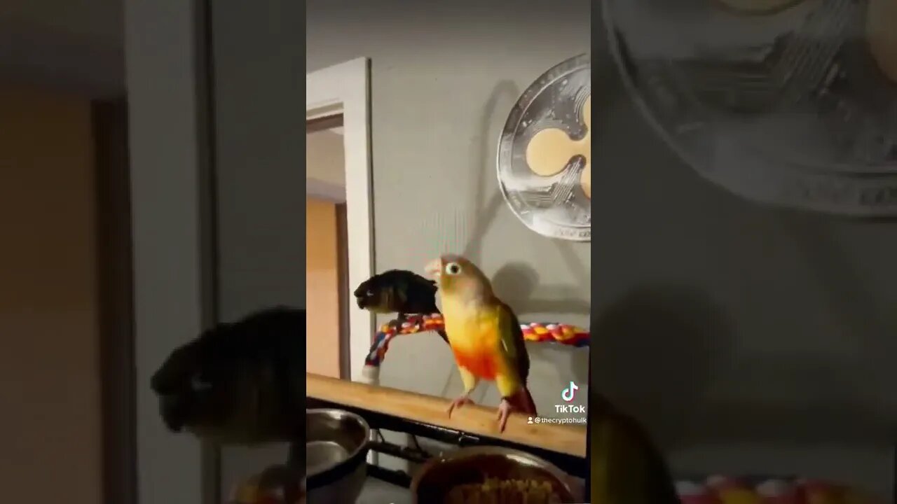 Even the birds like www.thecryptohulk.com