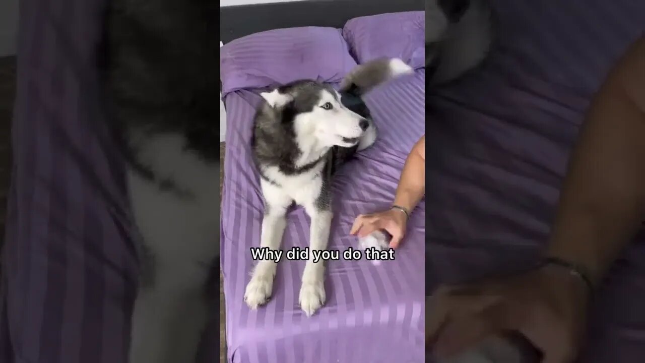 cutest dog ever shorts trending tiktokvide4