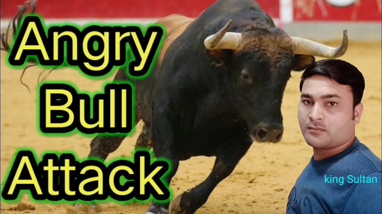 Angry Bull attack man