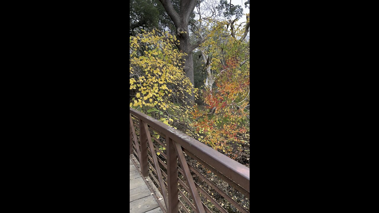 Fall Colors