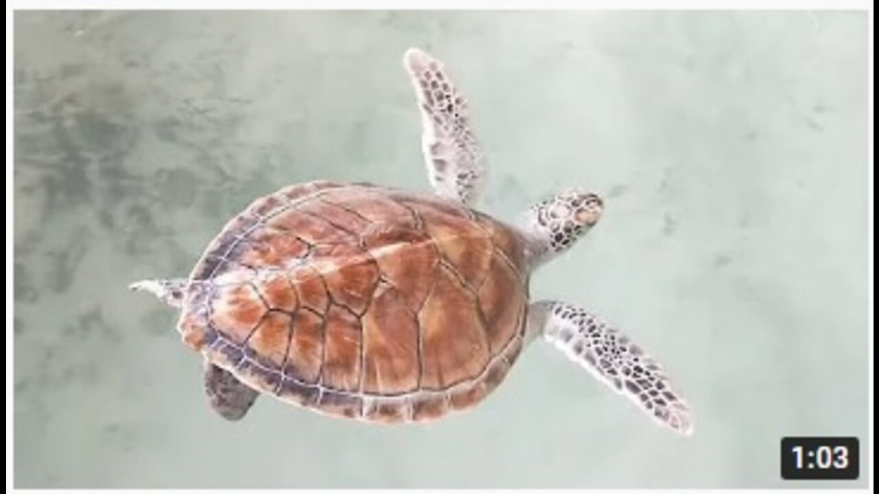 Funny Tortoise Moments _ Tortoise Compilation _ Funny Animal Videos _ Laugh and Enjoy Nature