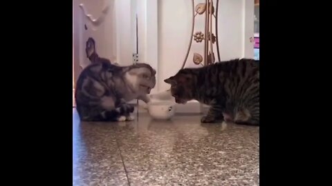 Cats pass food bowl back and forth