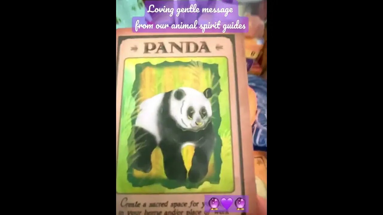 Cute Fluffy Panda from animal spirit guides advises: #shorts