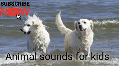 Animals names for kids learning video