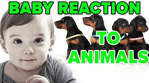 Baby Reaction to Animals | Adorable Baby Compilation