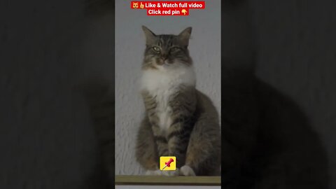 Cute Cat Funny Video 😂😹| #cutebabyfunny #Cat #cute #shorts #funnycatsvideos
