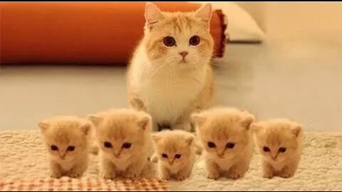 So many cute kittens videos compilation 2023