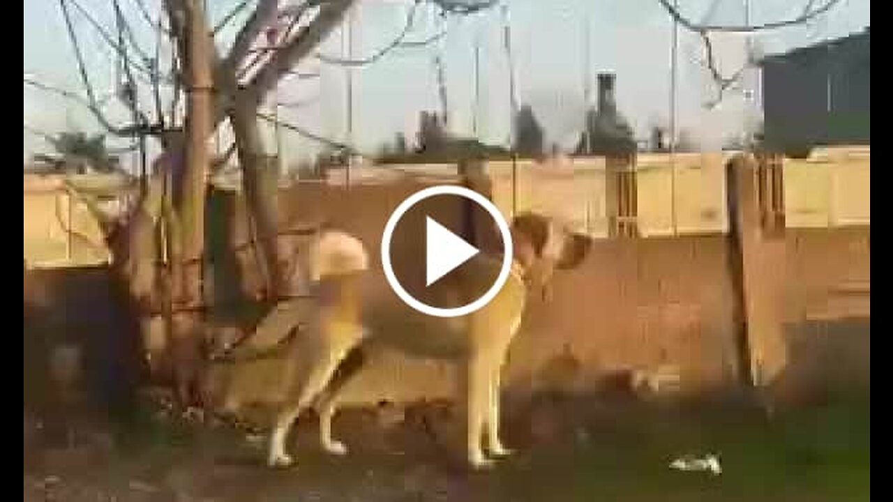 Kangal Shepherd Dog