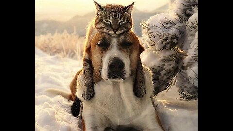 Funniest Animals & Funny Dogs and Cats Videos 2023 & 6😍😍😍