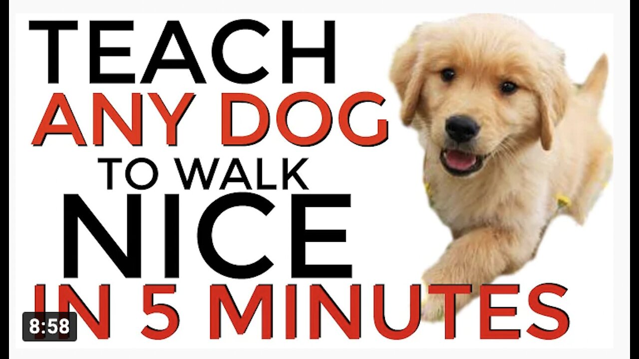 Teach ANY dog to walk nice on the leash | 5 MINUTE DOG TRAINING RESULTS!